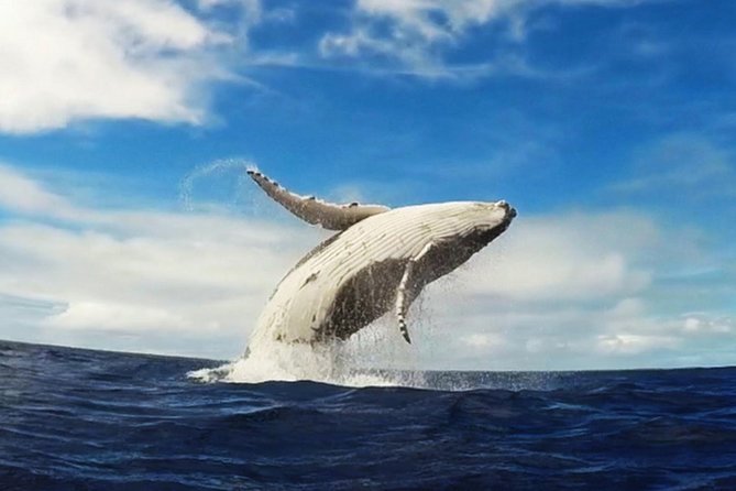 Samana Whale Watching + Cayo Levantado ( Bacardi Island) with Lunch by Locals - Why Samana Bay is the main event