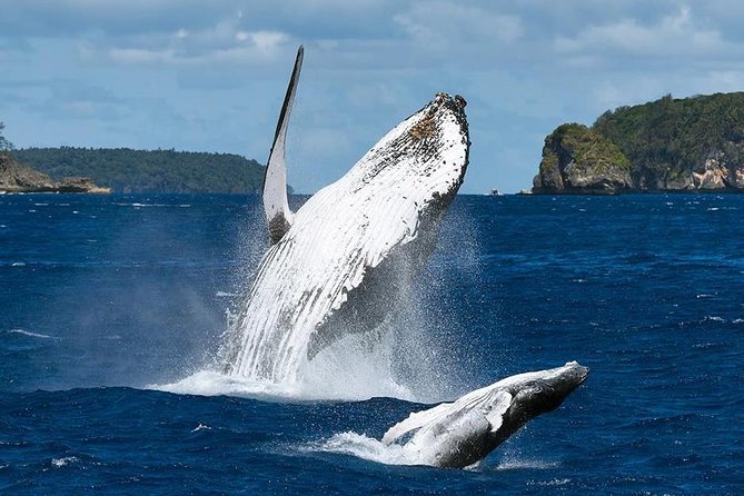 Samana Whale Watching + Cayo Levantado ( Bacardi Island) with Lunch by Locals - Lunch from Samana during the day