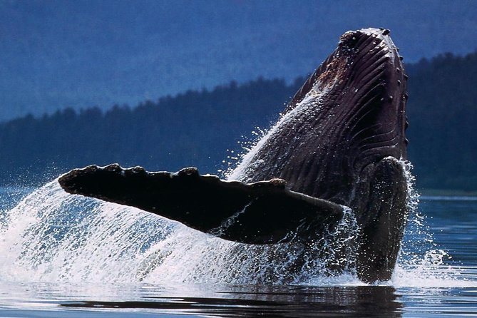Samana Whale Watching + Cayo Levantado ( Bacardi Island) with Lunch by Locals - What the $65 price really covers