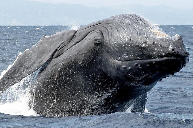 Samana Whale Watching + Cayo Levantado ( Bacardi Island) with Lunch by Locals - Pickup, meeting point, and group size