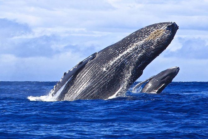 Samana Whale Watching + Cayo Levantado ( Bacardi Island) with Lunch by Locals - Who will enjoy this Samana excursion