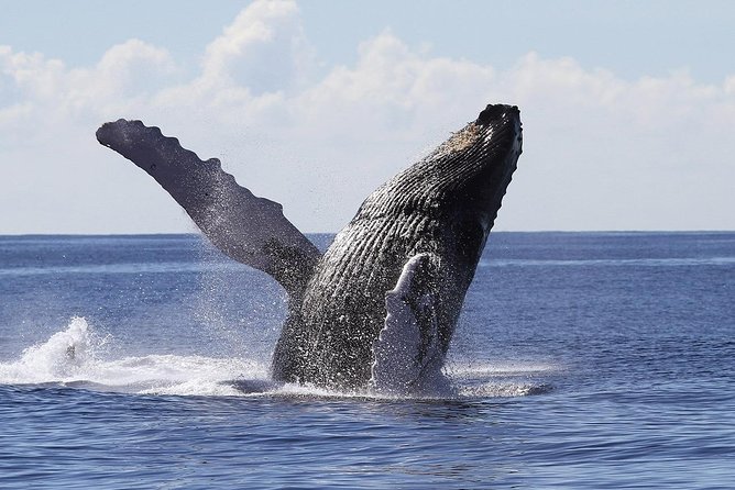 Samaná Whale Watching + Cayo Levantado (Bacardi Island). - Whale watching requires patience and restraint