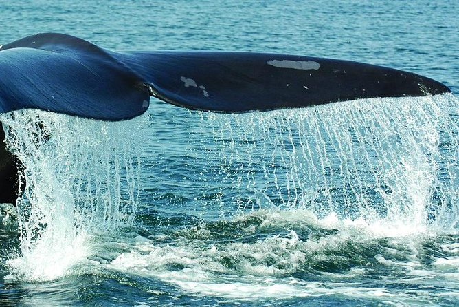 Samaná Whale Watching plus Cayo Levantado Bacardi Island - Key points to know before booking