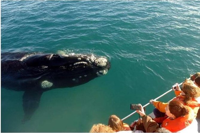 Samaná Whale Watching plus Cayo Levantado Bacardi Island - What the catamaran portion is like