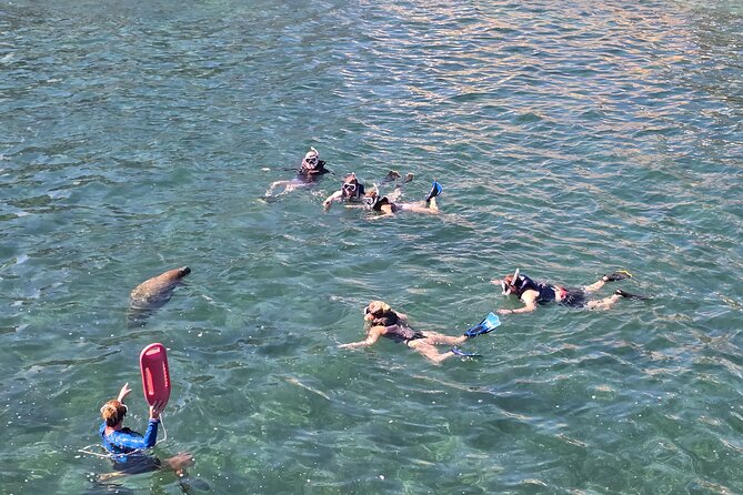 San Juan Snorkel with Turtles and Manatee's; Free Video and Rum! - Sea turtles, manatees, and the free return promise