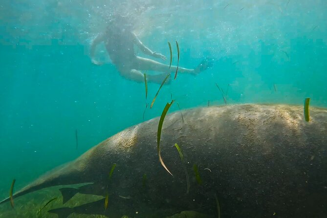 San Juan Snorkel with Turtles and Manatee's; Free Video and Rum! - Free video, rum, and what to bring