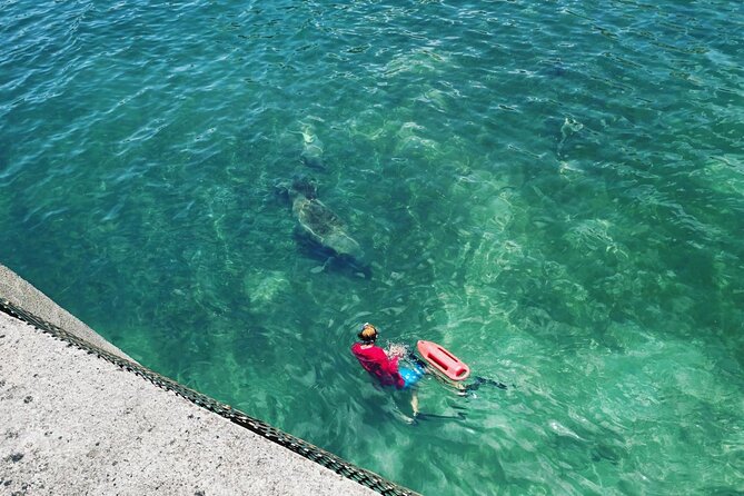 San Juan Snorkel with Turtles and Manatee's; Free Video and Rum! - Price, timing, and overall value