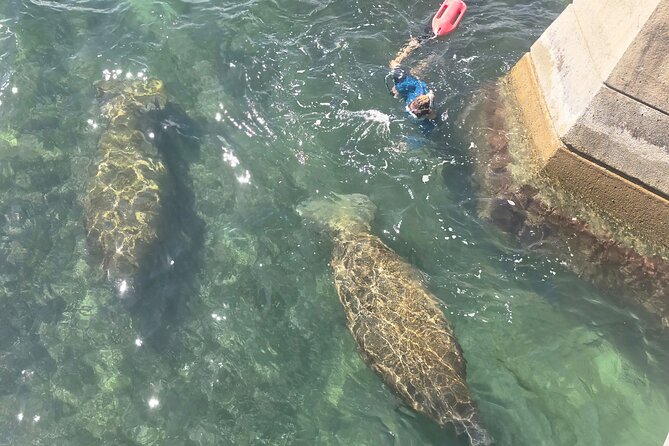 San Juan Snorkel with Turtles and Manatee's; Free Video and Rum! - Who should book this San Juan snorkel