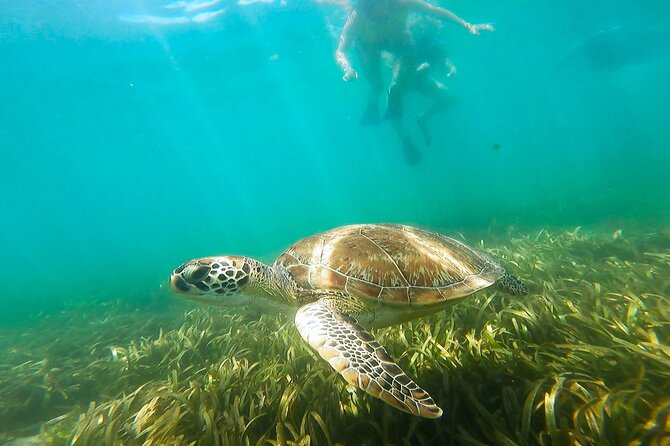 San Juan Snorkel with Turtles and Manatee's; Free Video and Rum! - What the 90-minute outing feels like