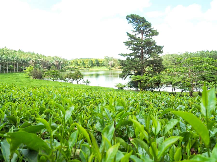Tea, Rum & Vanilla Route - Key points to know before booking