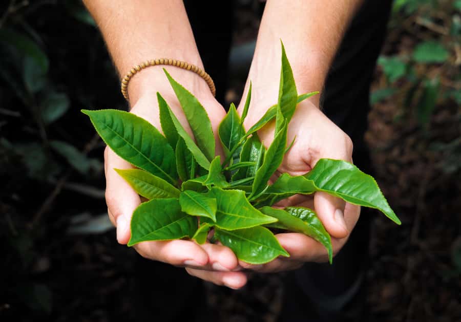 Tea, Rum & Vanilla Route - Who will enjoy this Mauritius route most?