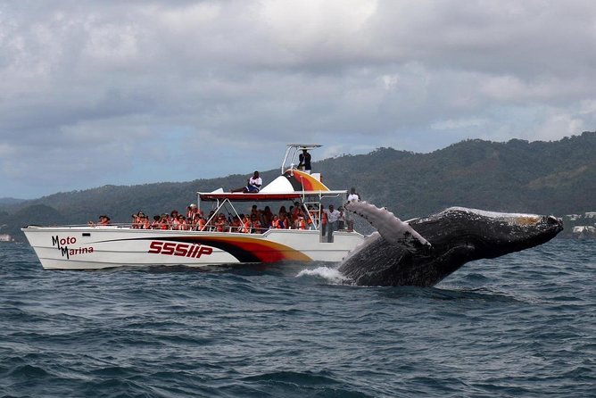 Whale watch tour from Santo Domingo with Bacardi Island and lunch included - Key points before you book
