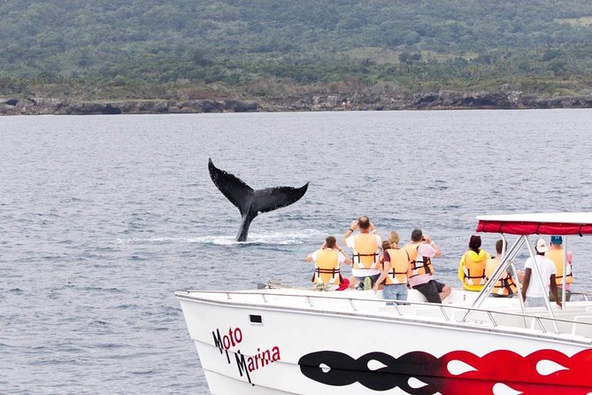 Whale watch tour from Santo Domingo with Bacardi Island and lunch included - The 5:30 am start from Santo Domingo