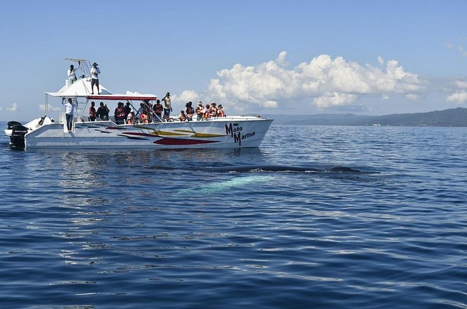 Whale watch tour from Santo Domingo with Bacardi Island and lunch included - Two hours searching Samaná Bay for whales