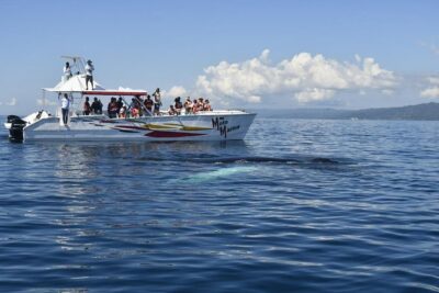 Whale watch tour from Santo Domingo with Bacardi Island and lunch included