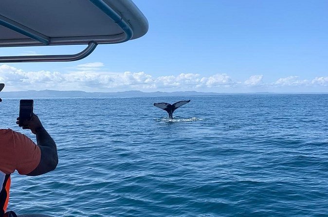 Whale watch tour from Santo Domingo with Bacardi Island and lunch included - Three hours on Cayo Levantado, or Bacardi Island