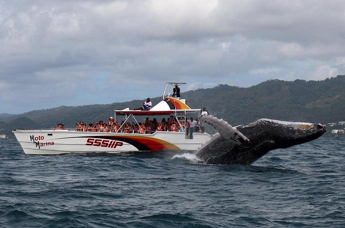 Whale watch tour from Santo Domingo with Bacardi Island and lunch included - What the $229.95 price really buys