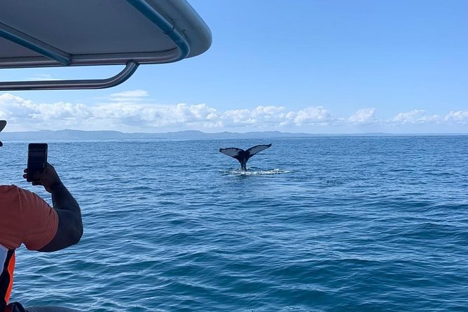 Whale watch tour from Santo Domingo with Bacardi Island and lunch included - Who will get the most from this day