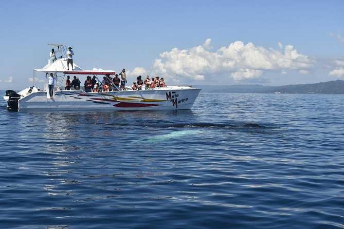 Whale watch tour from Santo Domingo with Bacardi Island and lunch included - A first look at Santa Bárbara de Samaná