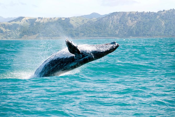 Whale Watching and Bacardi Island day trip from Punta Cana - Key points to know before booking