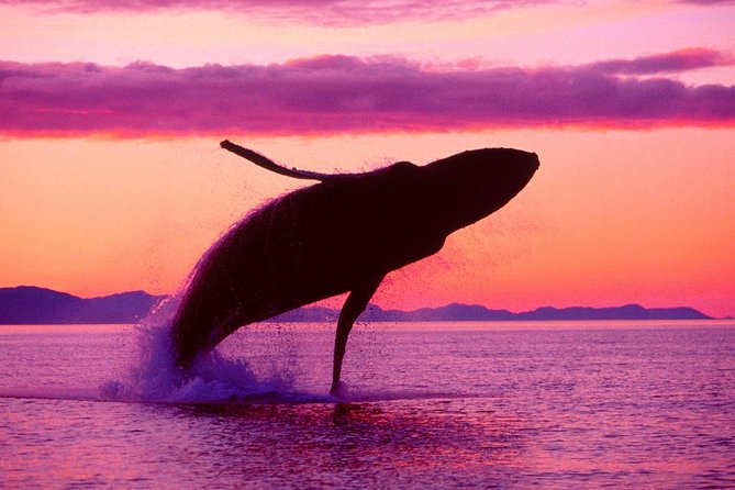 Whale Watching and Bacardi Island day trip from Punta Cana - A large shared outing, with some trade-offs