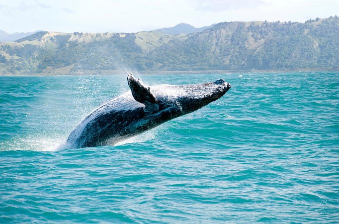 Whale Watching and Bacardi Island day trip from Punta Cana - The guides can shape the day
