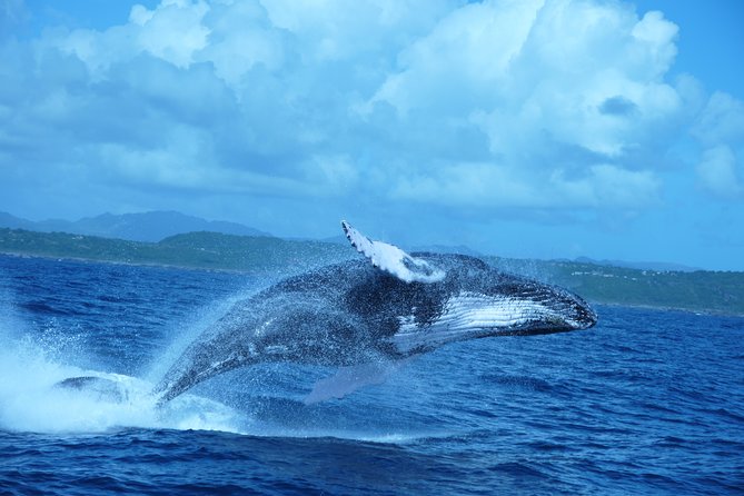 Whale Watching and Bacardi Island day trip from Punta Cana - Sailing into Samana Bay for humpback whales
