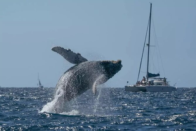 Whale Watching in Samaná Bay + Bacardi Island Beach- Full DayTrip - Key points to know before booking