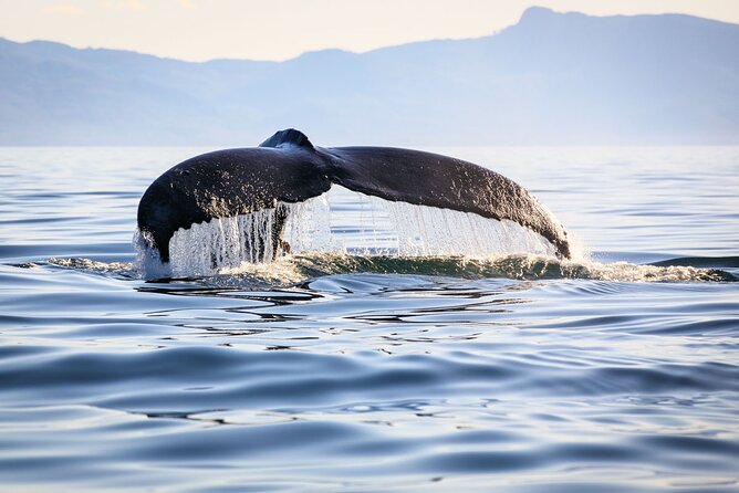 Whale Watching in Samaná Bay + Bacardi Island Beach- Full DayTrip - Why Samaná Bay is worth the early start