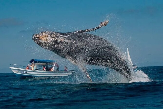 Whale Watching in Samaná Bay + Bacardi Island Beach- Full DayTrip - Three hours among the humpback whales