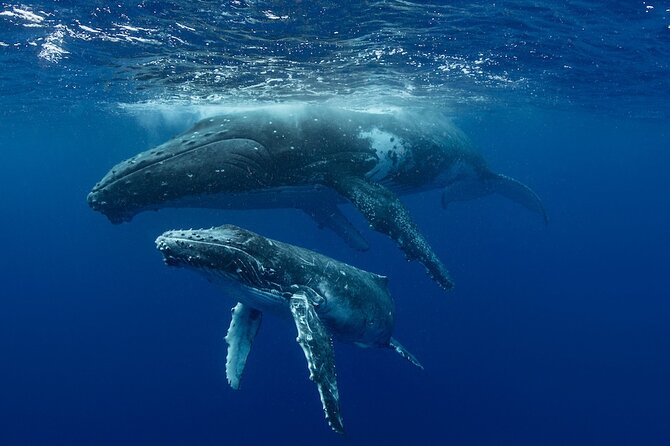 Whale Watching in Samaná Bay + Bacardi Island Beach- Full DayTrip - Four hours on Cayo Levantado