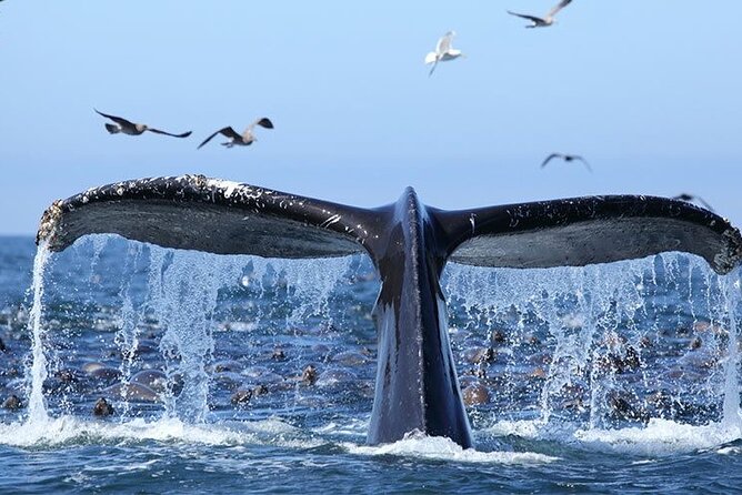 Whale Watching in Samaná Bay + Bacardi Island Beach- Full DayTrip - What the $169 price really covers