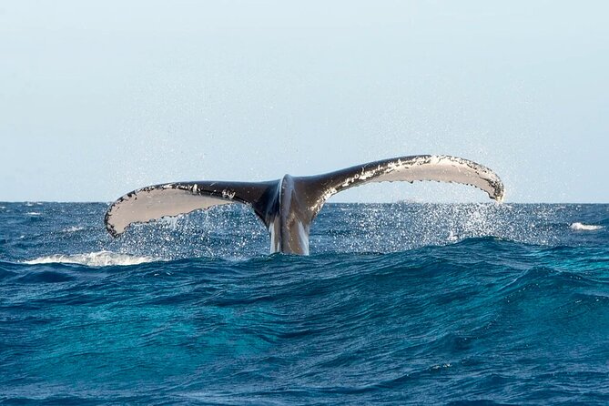 Whale Watching in Samaná Bay + Bacardi Island Beach- Full DayTrip - The long day and the transport details