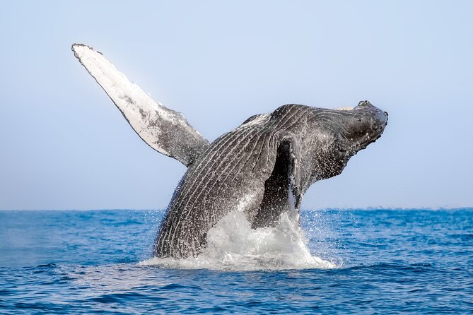 Whale Watching in Samaná Bay + Bacardi Island Beach- Full DayTrip - Who will enjoy this excursion most