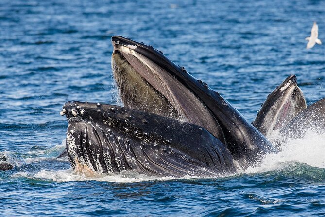 Whale Watching in Samaná Bay + Bacardi Island Beach- Full DayTrip - Weather, cancellation, and booking timing