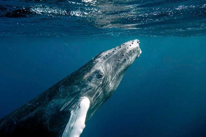 Whale Watching in Samaná Bay + Bacardi Island Beach- Full DayTrip - Setting out from Las Cañitas