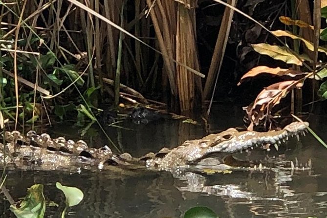YS Falls, Black River Safari, Appleton Rum Tour OR Pelican Bar (Choose Up to 3) - Five things to know before you book